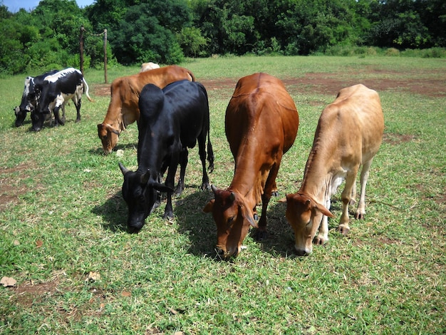 Cows grazing on field