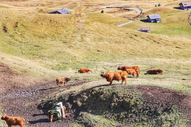 Foto le mucche che pascolano in un campo