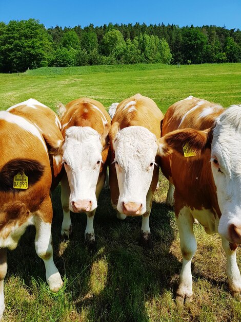 Photo cows grazing in field