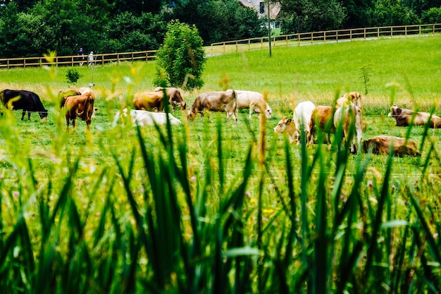 Cows grazing on field