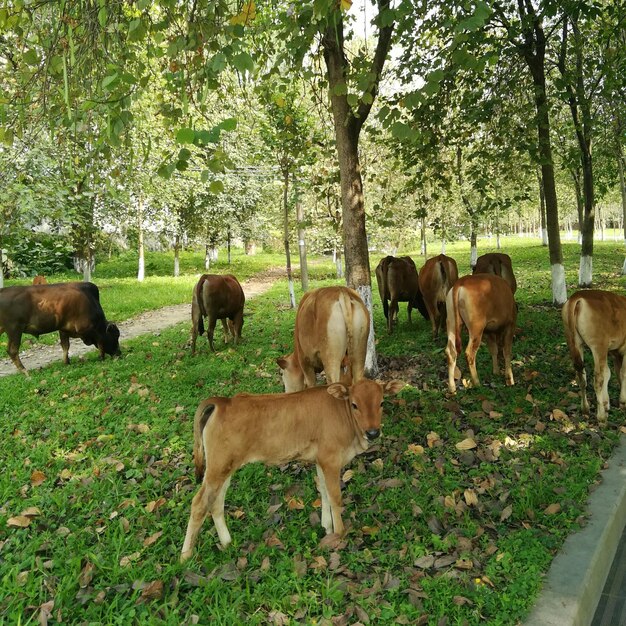 Cows grazing on field