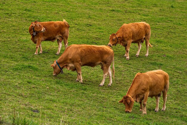 Cows grazing in a field