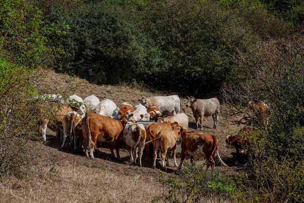 Photo cows grazing in field