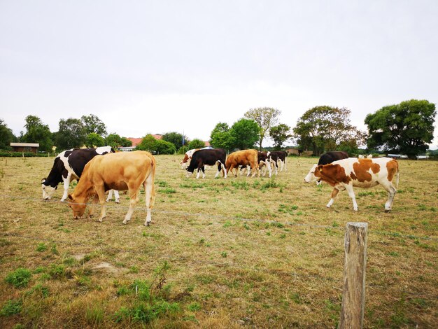 Cows grazing in a field