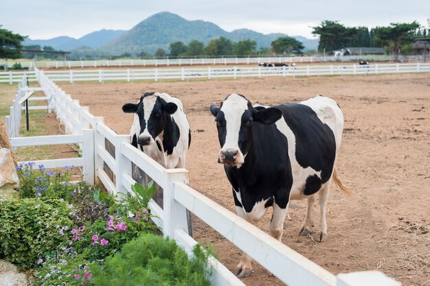 Cows grazing on field.