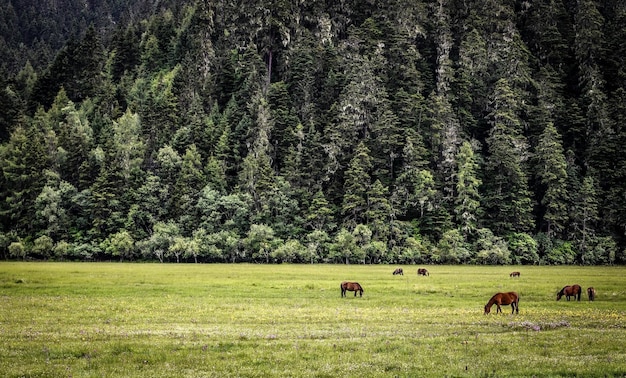 Photo cows grazing in a forest