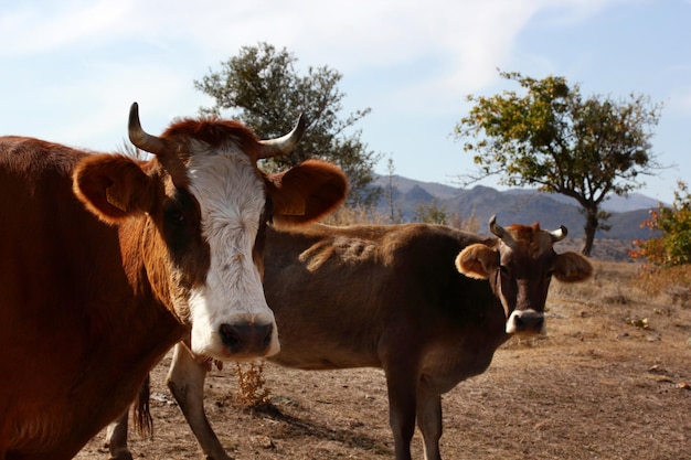 Cows grazing freely in nature