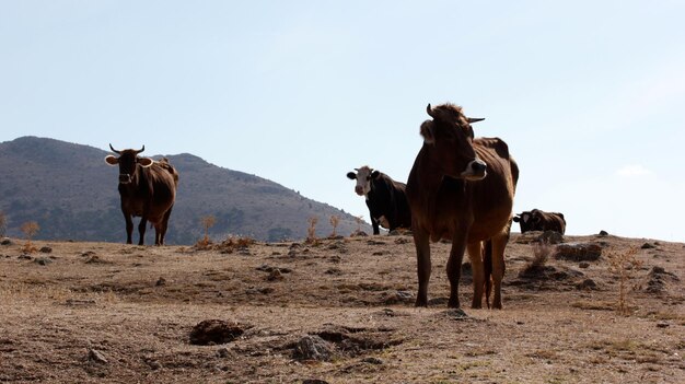 Cows grazing freely in nature