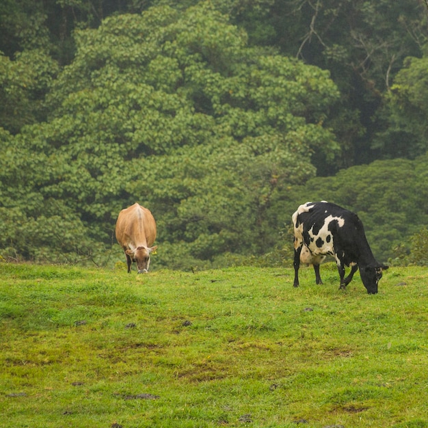 Mucche che pascono erba verde fresca sul prato al costa rica