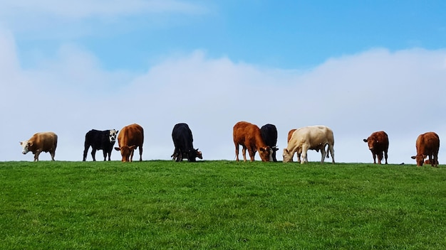 Photo cows grazing on grassland