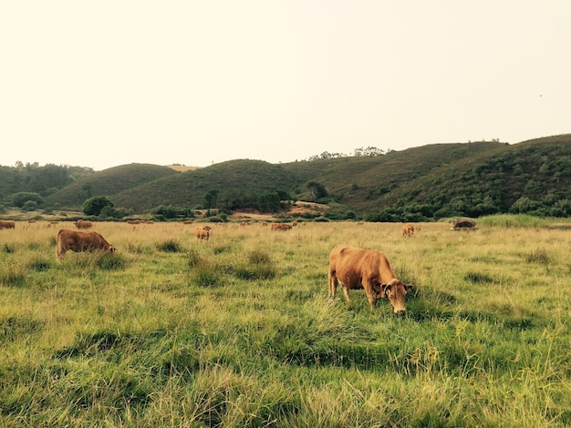 Photo cows grazing on grassy field against clear sky