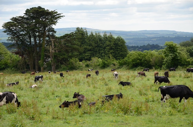 Photo cows grazing on grassy field