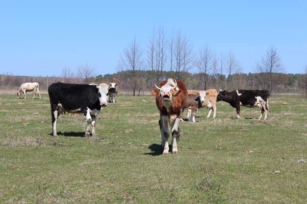 cows grazing on the green farm pasture in the spring