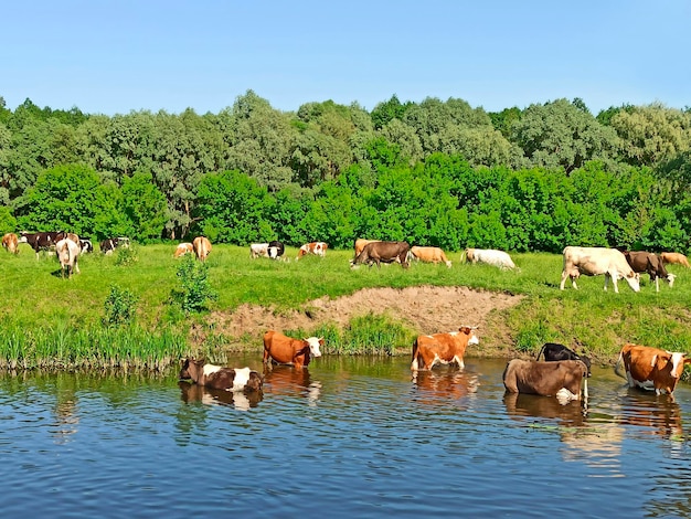 Cows grazing on green farm pasture in summer landscape with cloudy sky and cows grazing on meadow near lake cows eating green grass near lake panorama with lake cane and domestic farm animals