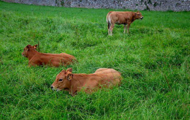 Cows grazing on green grass