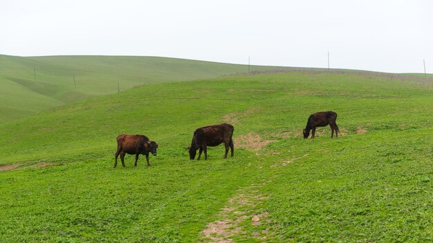 Cows grazing on a green hill