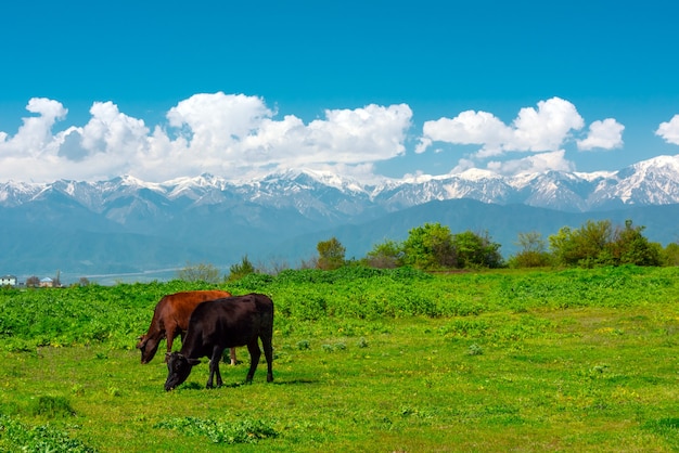 Cows grazing on a green meadow in highlands