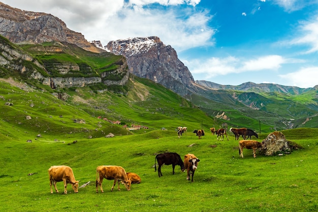 Коровы, пасущиеся на зеленом лугу в высокогорье