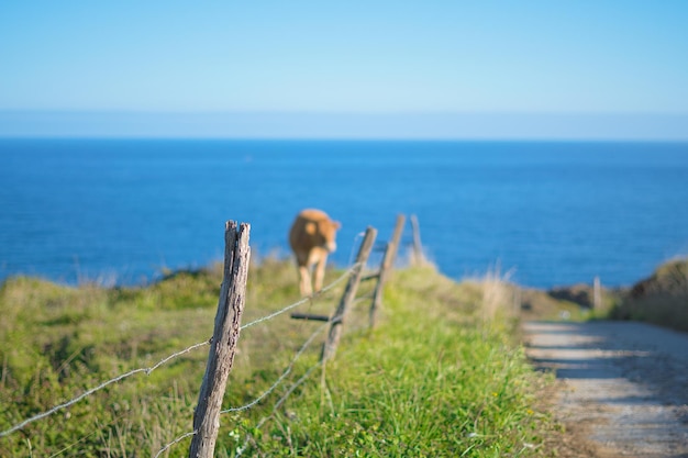 Cows grazing in a green meadow with the sea in the background on a sunny day