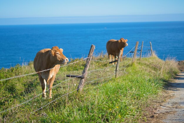 Cows grazing in a green meadow with the sea in the background on a sunny day