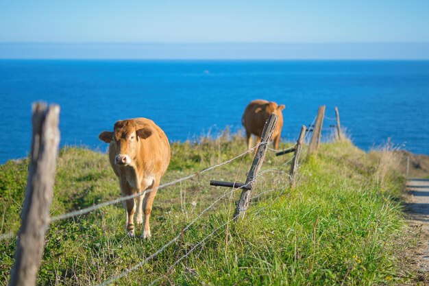 Cows grazing in a green meadow with the sea in the background on a sunny day