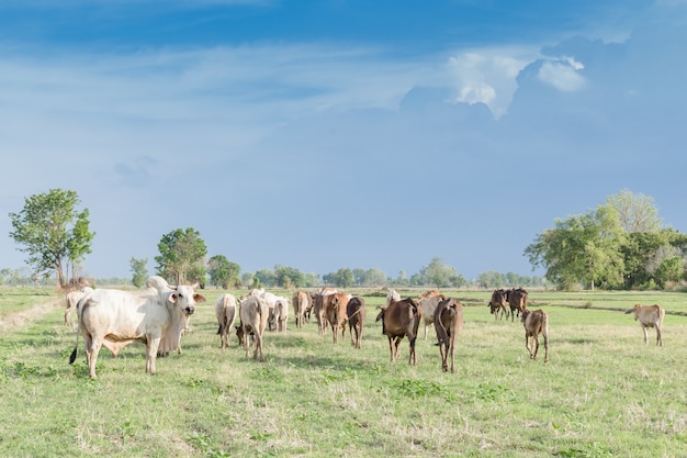 Коровы, пасущиеся на зеленом летнем лугу в солнечный день