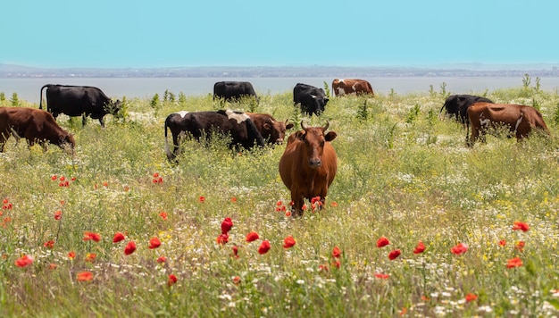 Mucche al pascolo su un verde prato estivo in una giornata di sole.