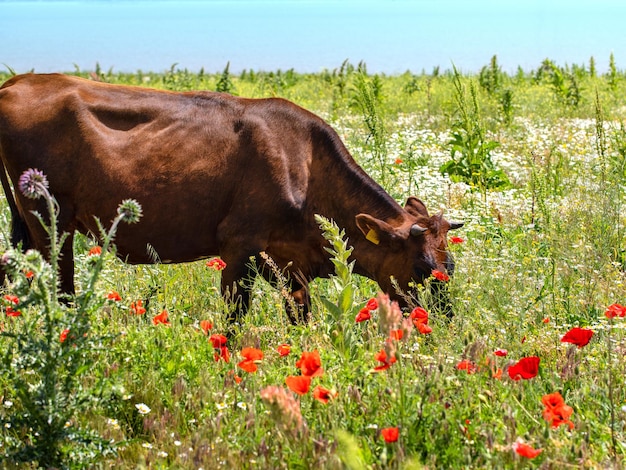 Photo cows grazing on a green summer meadow at sunny day.