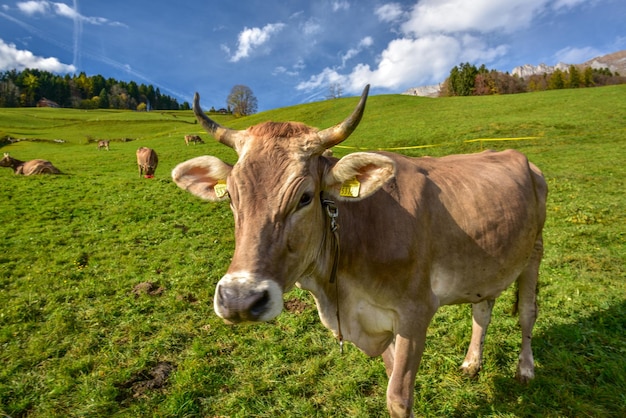 Foto le mucche pascolano sulla collina dalla montagna contro il cielo