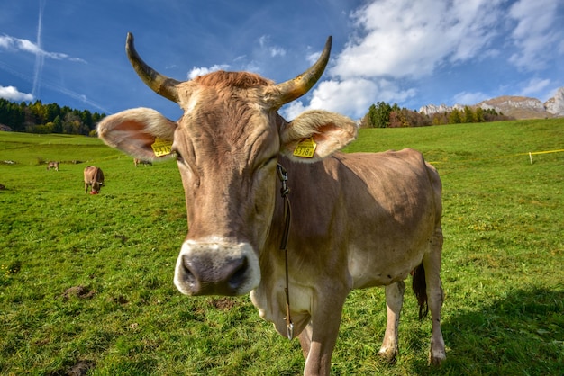 cows grazing on hill by mountain against sky