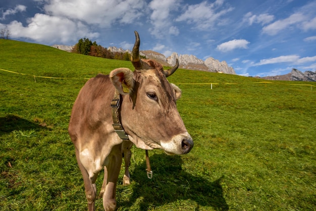 cows grazing on hill by mountain against sky