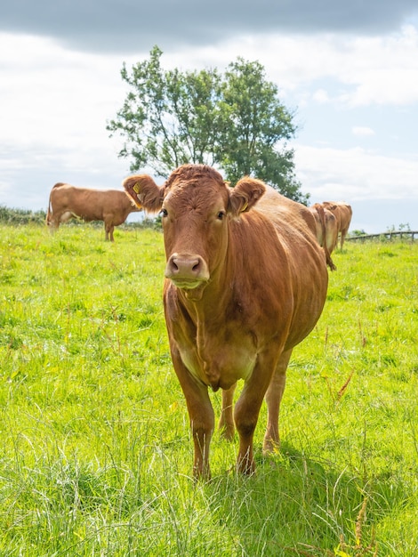 Cows Grazing in Ireland