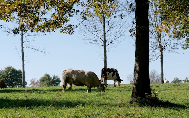 Mucche al pascolo nel prato con alberi