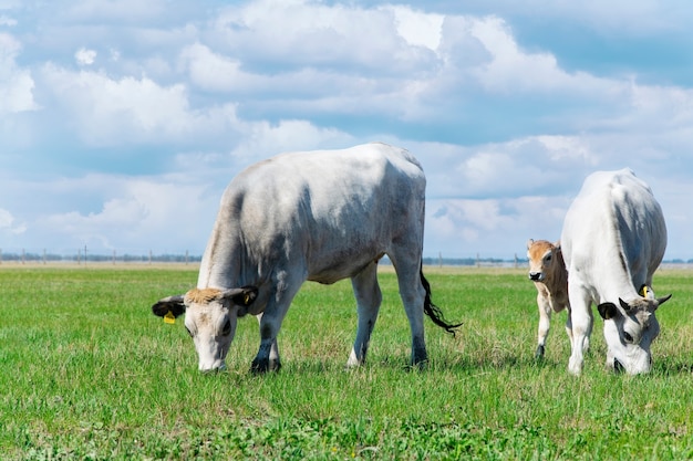 Cows grazing in the meadow