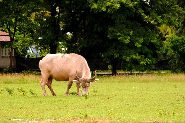 cows grazing in a meadow