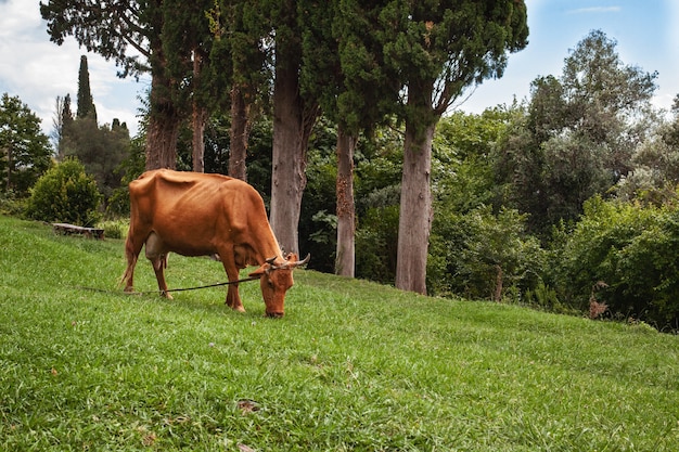 山の牧草地で放牧牛