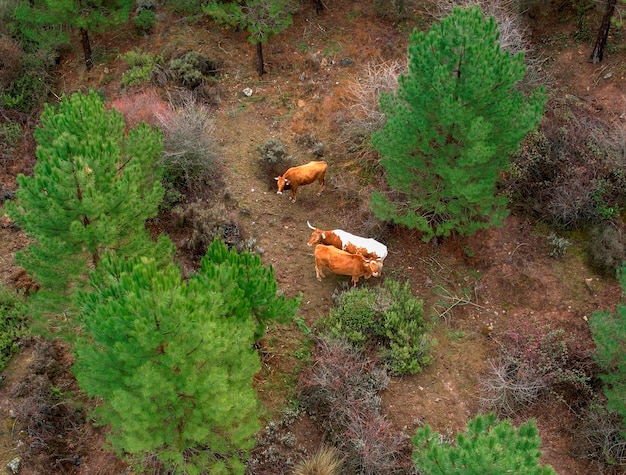 Mucche al pascolo in montagna. vista aerea del bestiame sulla montagna tra i pini. andalusia.