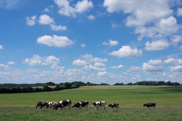 Фото Коровы, пасущиеся на зеленом поле