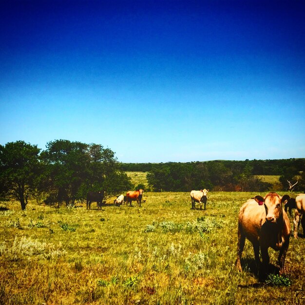 写真 澄んだ青い空を背景に野原で放牧している牛