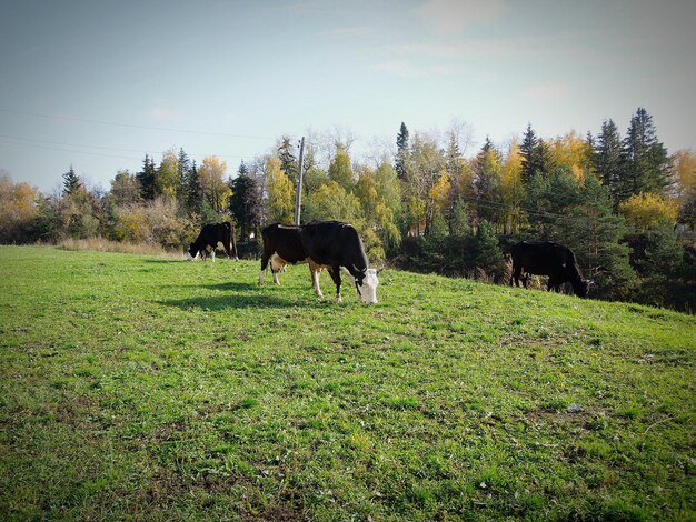 写真 空を背景に野原で放牧する牛