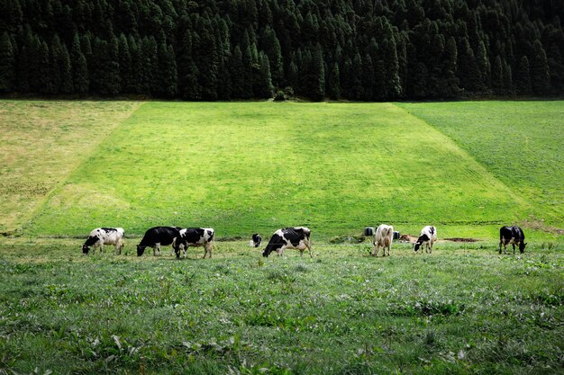 写真 畑で放牧する牛