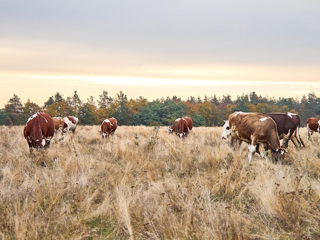 Cows grazing on pasture