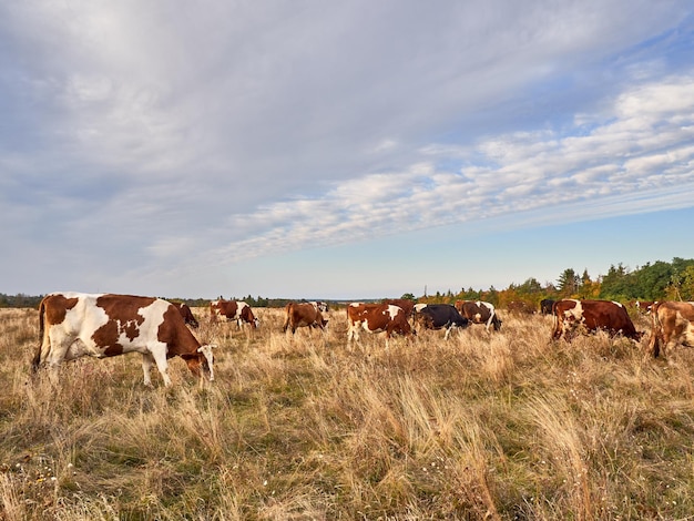 Cows grazing on pasture