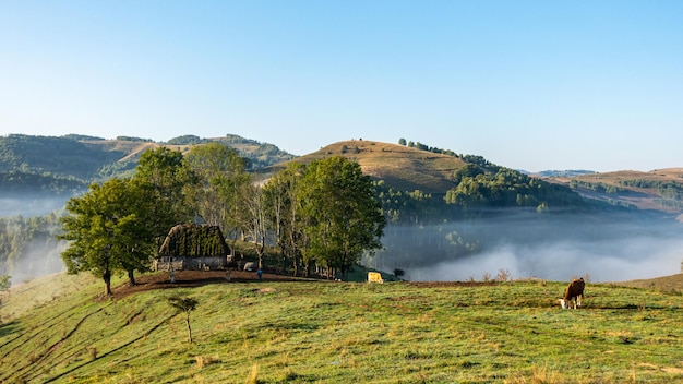 Cows grazing in picturesque hills landscape.