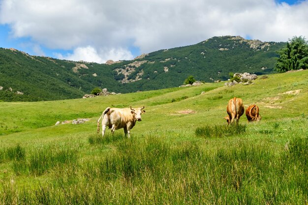 Cows grazing quietly in the high mountain field Guadarrama Madrid