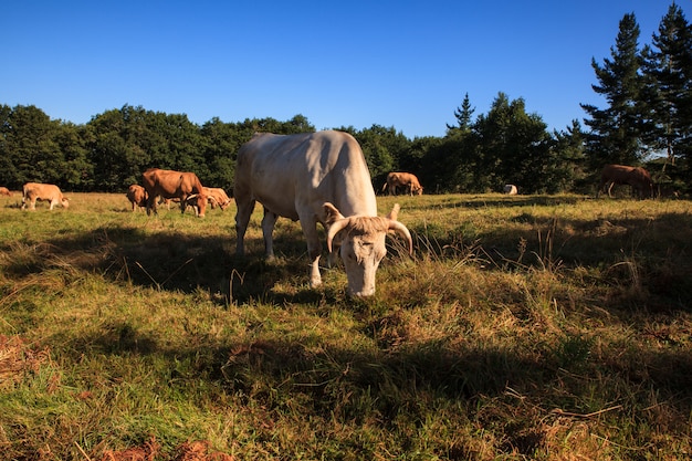 Cows grazing, Spain