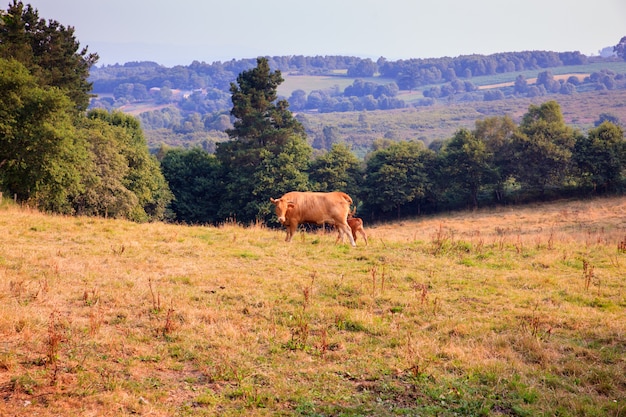 Photo cows grazing in the spanish countryside