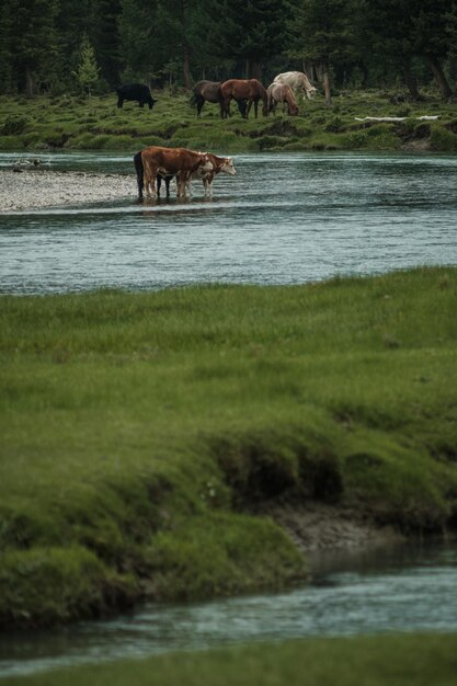 アルタイ山脈の牧草地で夏に放牧している牛