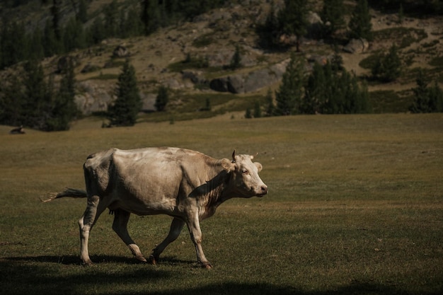 Cows grazing in summer in a meadow in the Altai Mountains