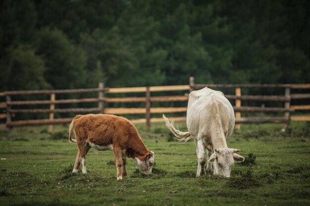 Cows grazing in summer in a meadow in the altai mountains